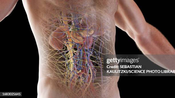 internal organs, illustration - renal vein stock illustrations