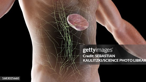 Lymphatic system, illustration Lymphatic system, illustration
