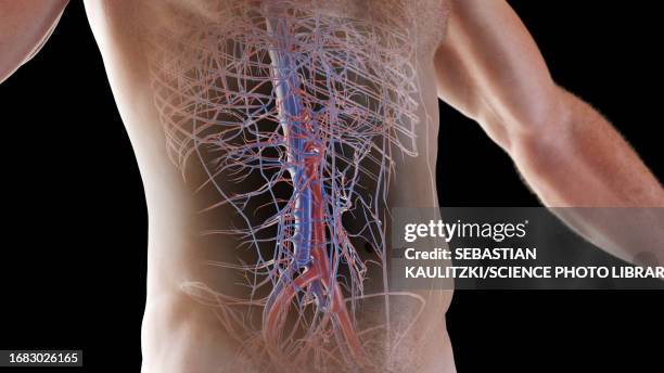stockillustraties, clipart, cartoons en iconen met cardiovascular system, illustration - mesenterium