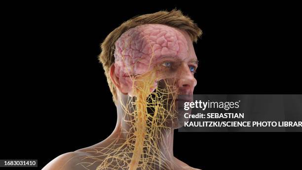 nervous system of the head, illustration - trochlear nerve stock-grafiken, -clipart, -cartoons und -symbole