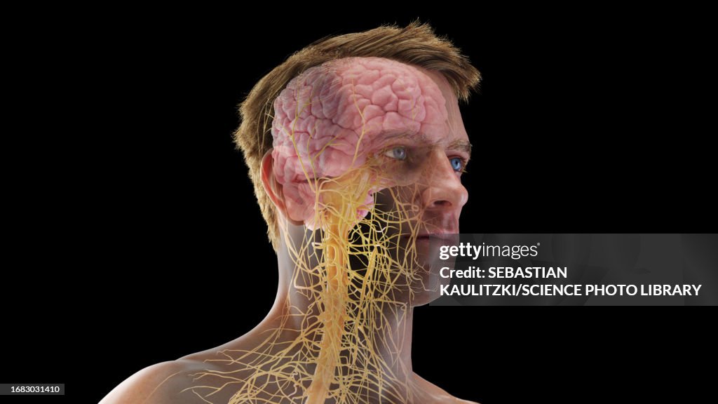 Nervous system of the head, illustration