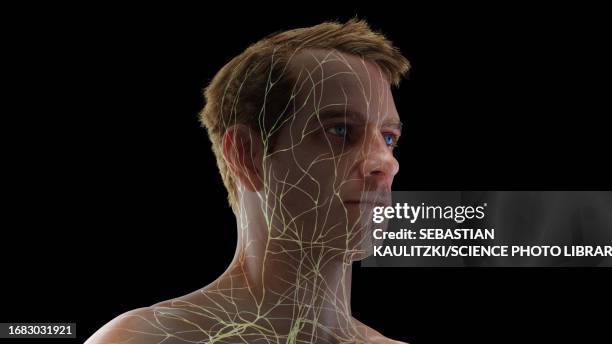 bildbanksillustrationer, clip art samt tecknat material och ikoner med lymphatic vessels of the head, illustration - spottkörtel