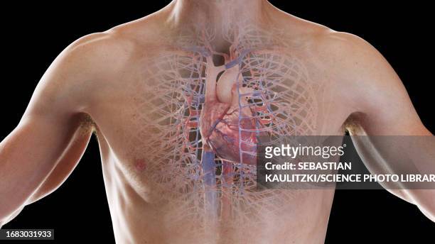 cardiovascular system, illustration - human vein stock illustrations