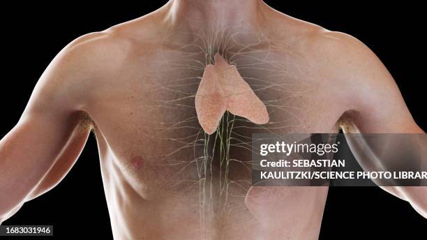 lymphatic system, illustration - thymus stock illustrations