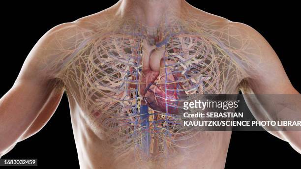 cardiopulmonary system, illustration - coronary artery��点のイラスト素材／クリップアート素材／マンガ素材／アイコン素材
