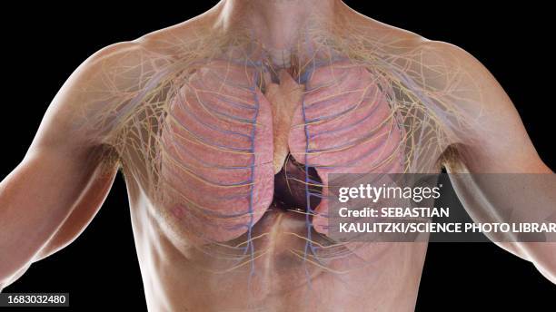 internal organs, illustration - thymus stock illustrations