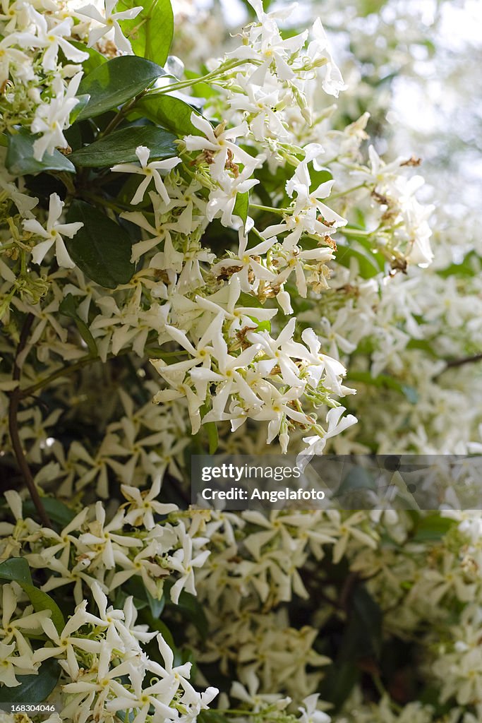 Trachelospermum Jasminoides étoiles de jasmin.