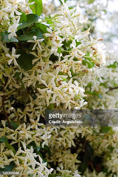 trachelospermum jasminoides-gelsomini divisione. - jasmine foto e immagini stock