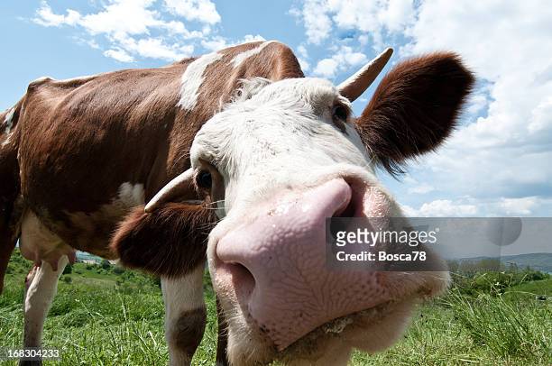 cow looking straight into the camera - kauwberg stockfoto's en -beelden