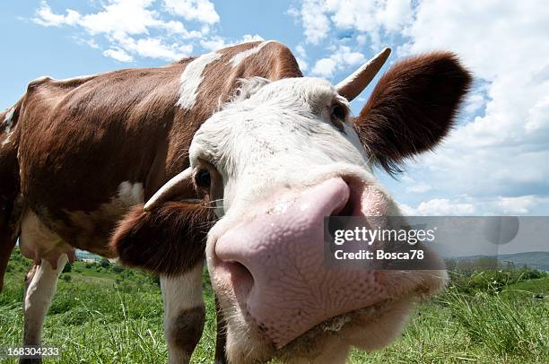 2,077 Funny Cow Photos and Premium High Res Pictures - Getty Images 2,077 Funny Cow Photos and Premium High Res Pictures - Getty Images