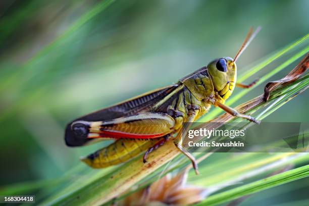 saltamontes - locust fotografías e imágenes de stock