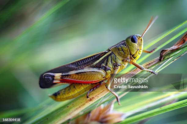 grasshopper - cricket stock pictures, royalty-free photos & images