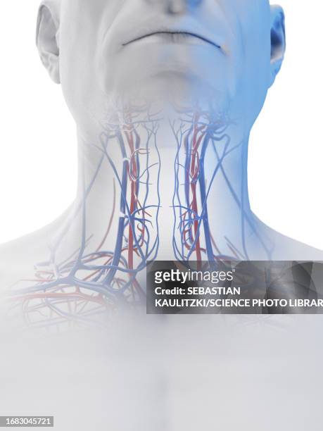 male neck vessels, illustration - carotid artery stock illustrations