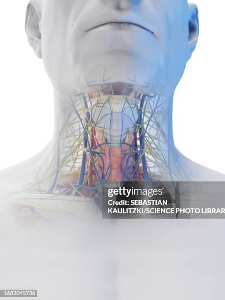 male neck organs, illustration - human vein stock illustrations