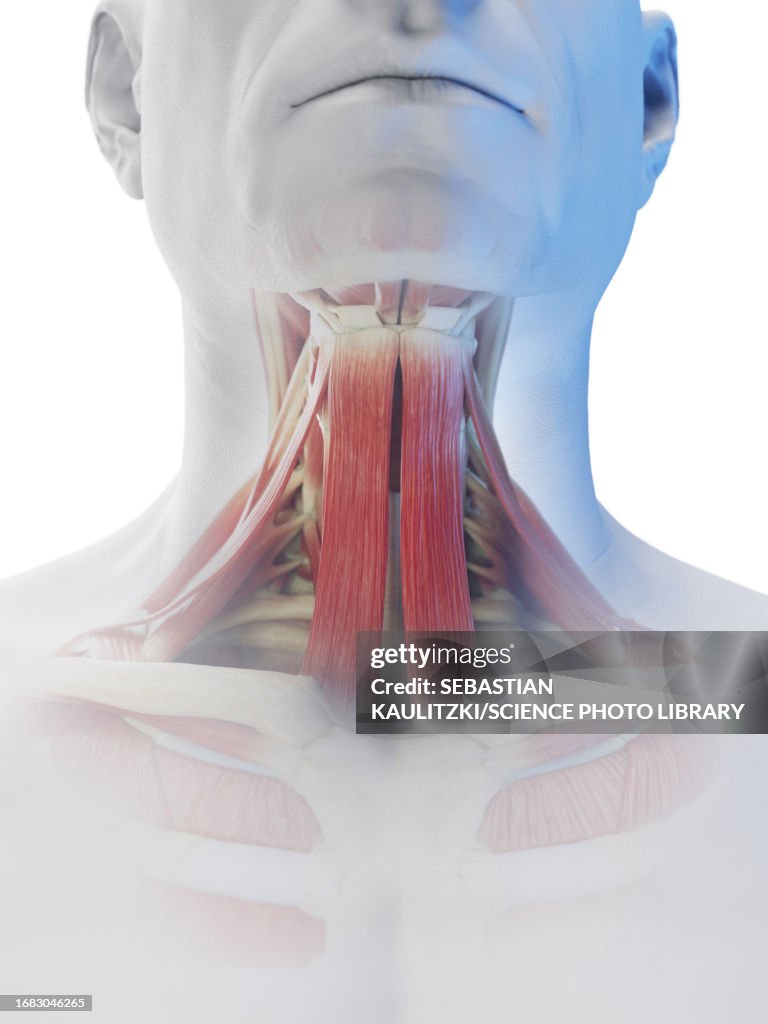Male Deep Neck Muscles Illustration High-Res Vector Graphic - Getty Images