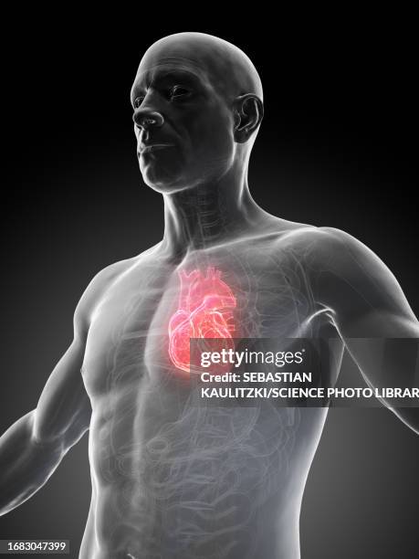 ilustraciones, imágenes clip art, dibujos animados e iconos de stock de male heart, illustration - flujo sanguíneo