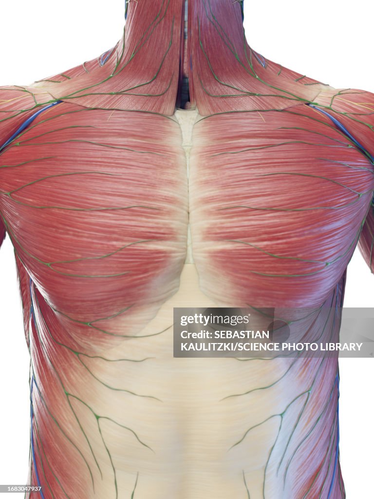 Muscle Inide Torso Male Superficial Torso Muscles Illustration High-Res Vector Graphic ...