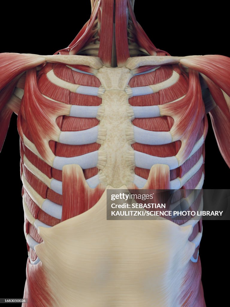 Muscle Inide Torso Male Deep Torso Muscles Illustration High-Res Vector Graphic - Getty Images