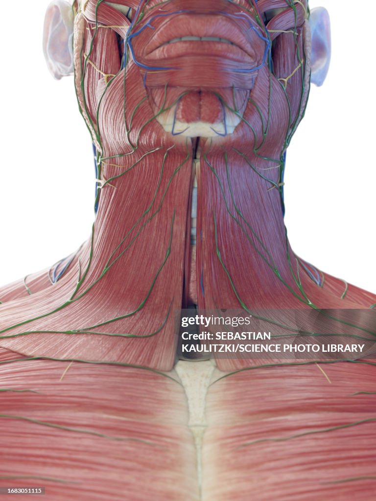 Neck Ropes Muscle Male Superficial Neck Muscles Illustration High-Res Vector Graphic ...