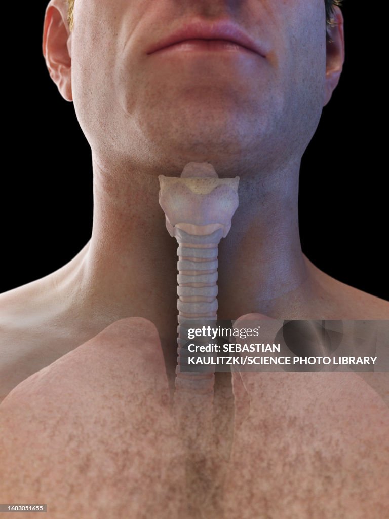 Trachea Dysfunction Male Trachea And Lungs Illustration High-Res Vector Graphic - Getty Images