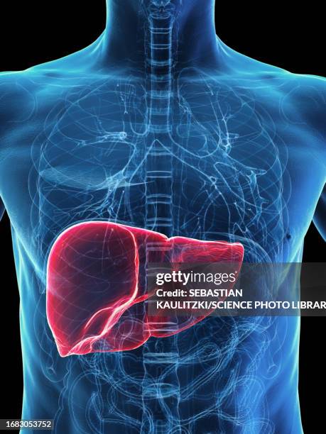 ilustrações de stock, clip art, desenhos animados e ícones de male liver, illustration - porta do fígado