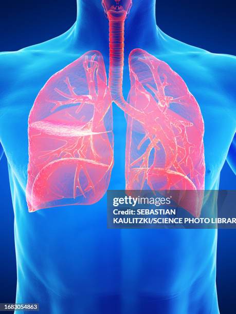Bronchiole Anatomy Photos and Premium High Res Pictures - Getty Images