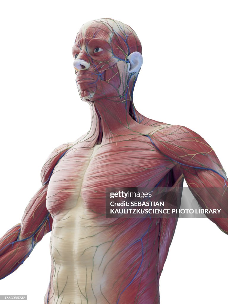 Muscle Inide Torso Male Muscles Of The Upper Torso Illustration High-Res Vector Graphic ...