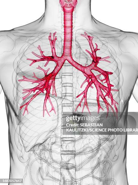 male bronchi, illustration - bronchialbaum stock-grafiken, -clipart, -cartoons und -symbole
