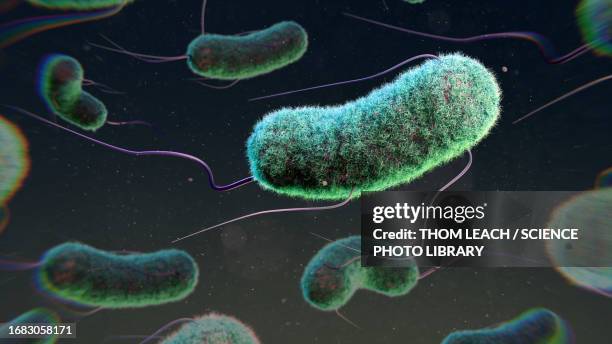 e. coli bacteria, illustration - eschericia coli stock-grafiken, -clipart, -cartoons und -symbole