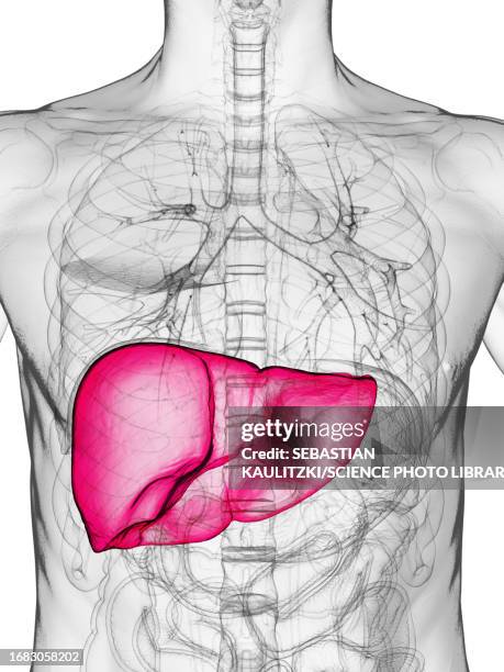 ilustrações de stock, clip art, desenhos animados e ícones de male kidneys, illustration - porta do fígado