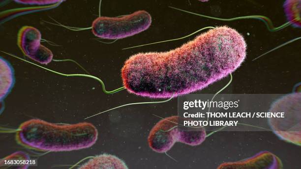 stockillustraties, clipart, cartoons en iconen met e. coli bacteria, illustration - escherichia coli