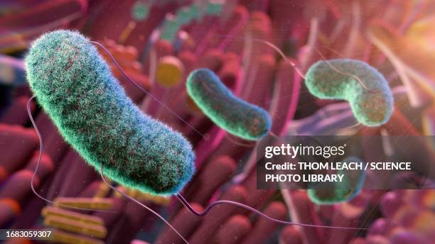 gut microbiome, conceptual illustration - bakterien stock-grafiken, -clipart, -cartoons und -symbole