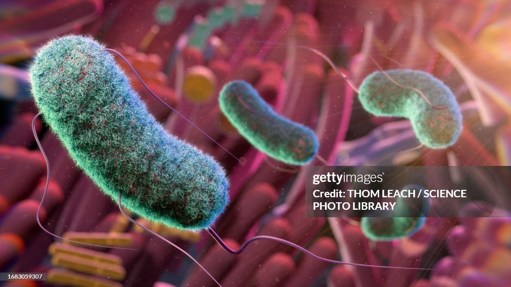 Gut microbiome, conceptual illustration