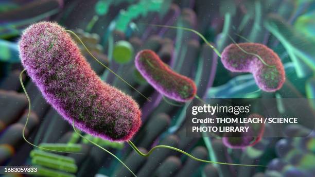 illustrazioni stock, clip art, cartoni animati e icone di tendenza di gut microbiome, conceptual illustration - procariote