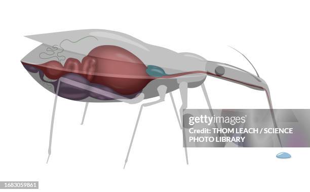 kissing bug, illustration - invertebrate stock illustrations