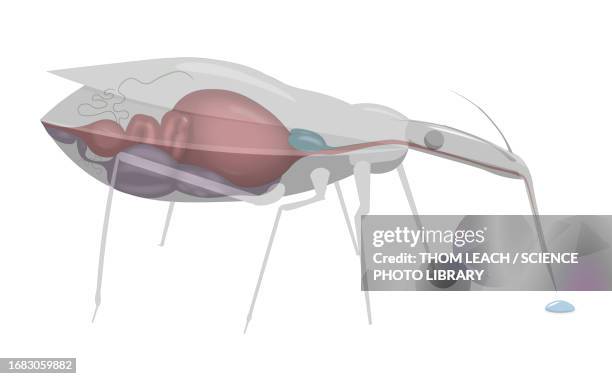 illustrazioni stock, clip art, cartoni animati e icone di tendenza di kissing bug, illustration - kissing bug