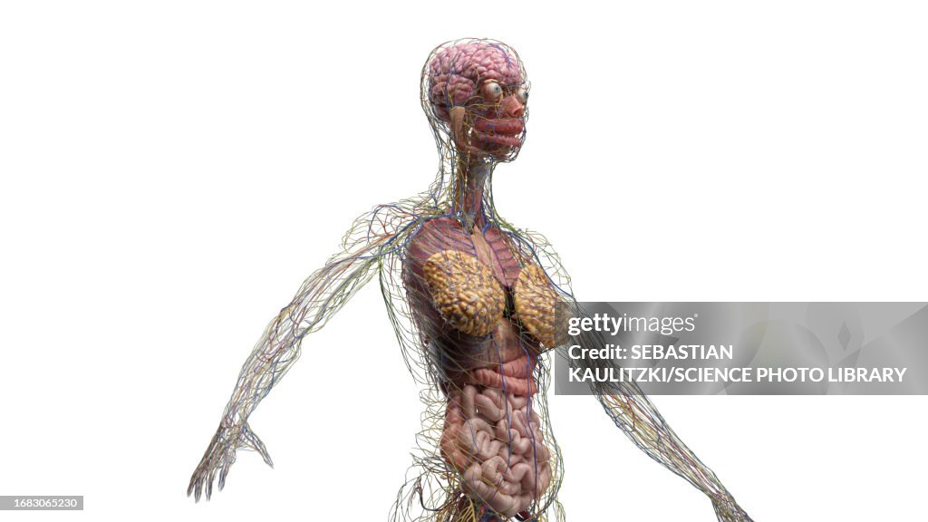 Internal organs of the torso, illustration