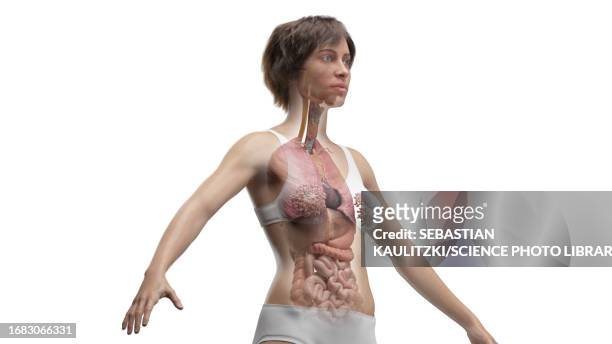 internal organs of torso, illustration - big and small stock illustrations