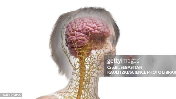 nervous system, illustration - statue stock illustrations