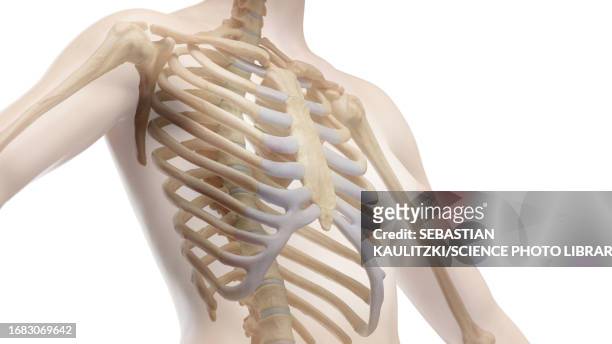 bones of the torso, illustration - vertebrae stock illustrations