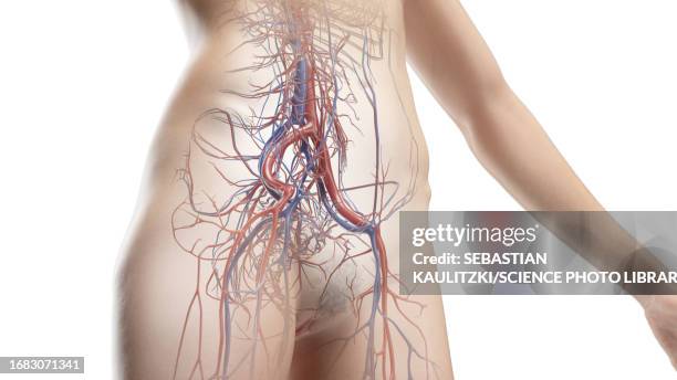 vascular system of the abdomen and pelvis, illustration - hip body part stock illustrations
