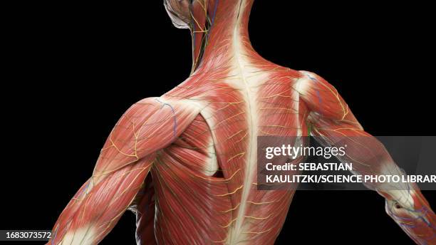 muscles of the upper back, illustration - infraspinatus stock illustrations