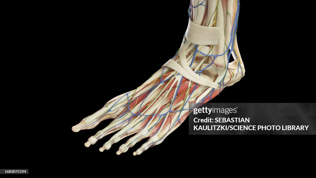 Left Lower Foot Anatomy Of The Left Foot Illustration High-Res Vector Graphic - Getty ...
