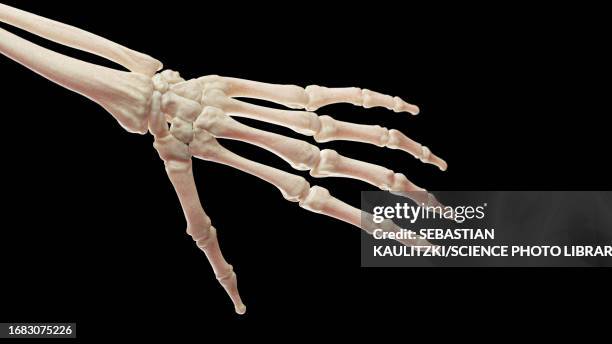 bones of the left hand, illustration - trapezoid stock illustrations