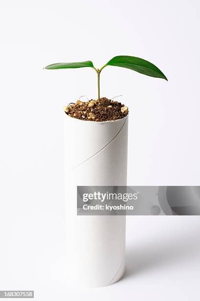 plant growing from a core of toilet paper - toilet paper tree bildbanksfoton och bilder