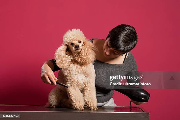pet-caniche en peluquería - miniature poodle fotografías e imágenes de stock