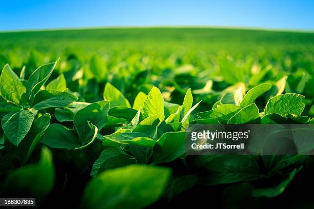 robust soy bean crop basking in the sunlight - soy crop stock pictures, royalty-free photos & images