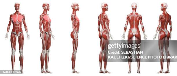 626 Pectoralis High Res Illustrations - Getty Images