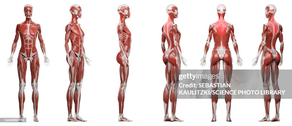 Trapezius, illustration