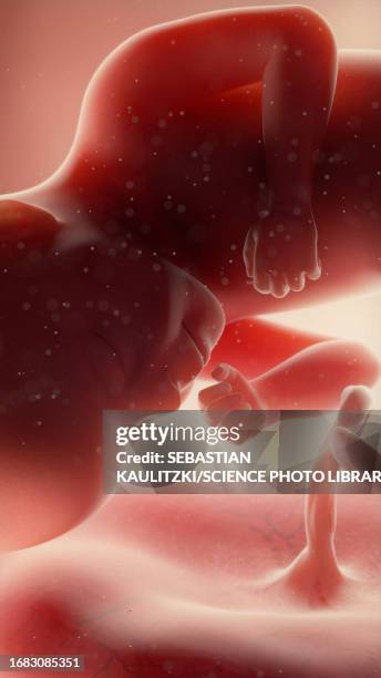 foetus at week 27, illustration - umbilical cord stock illustrations